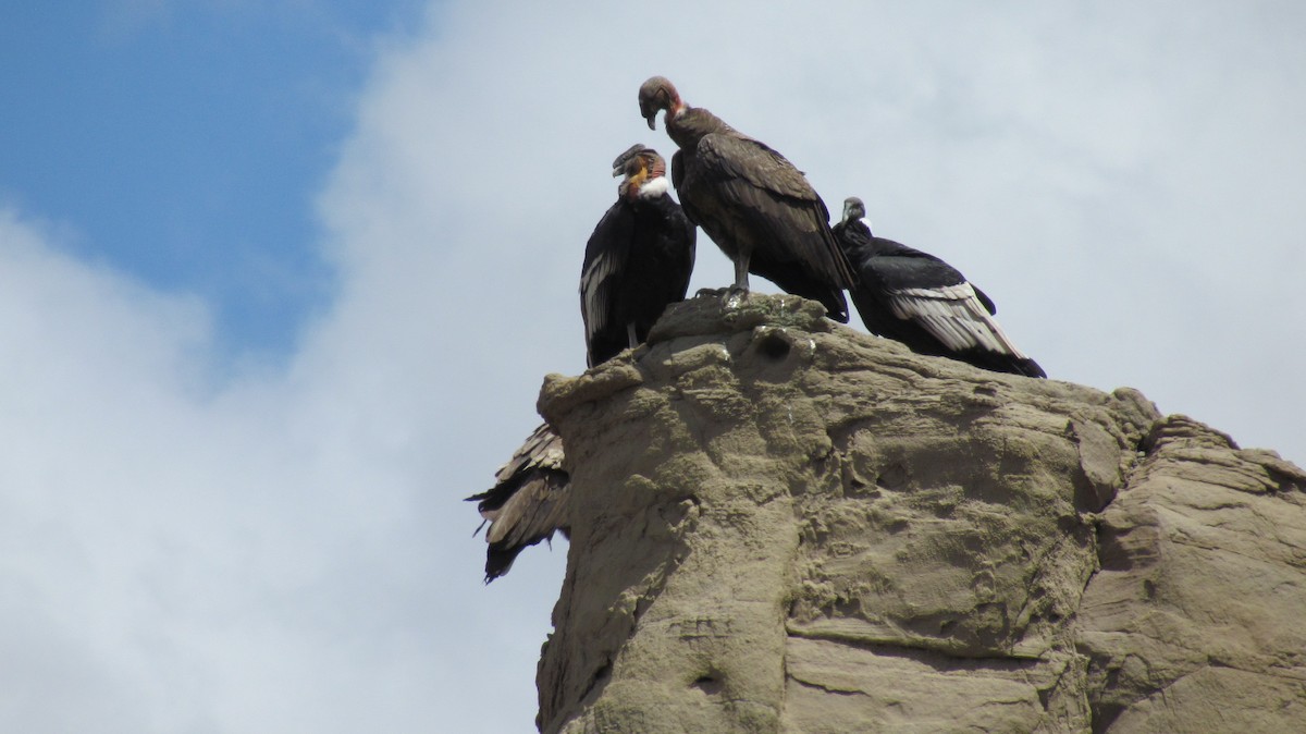 kondor andský - ML643279689