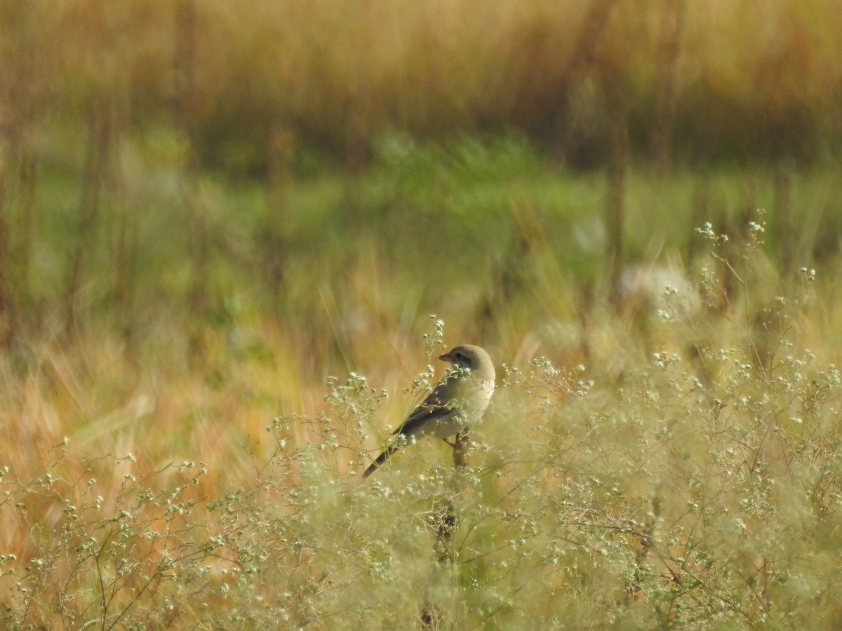 Isabelline Shrike - ML643279703