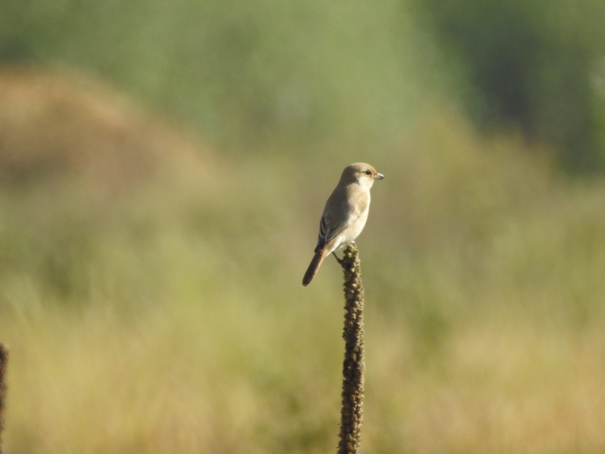 Isabelline Shrike - ML643279704