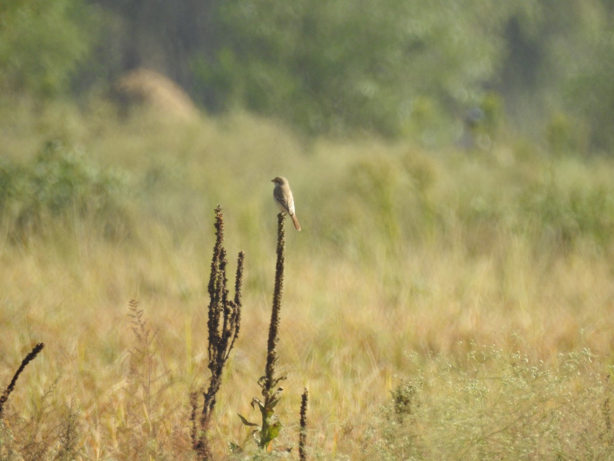 Isabelline Shrike - ML643279705