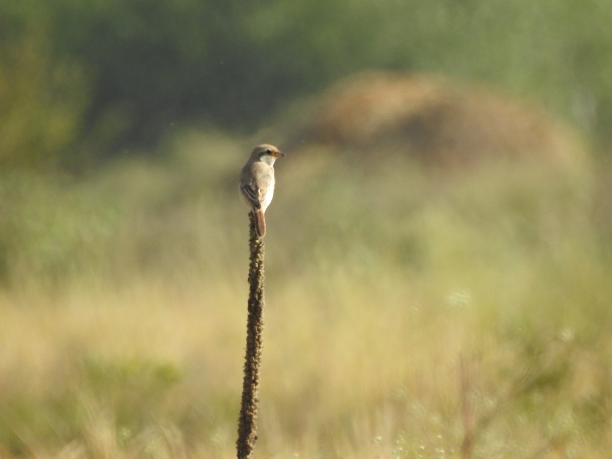 Isabelline Shrike - ML643279706