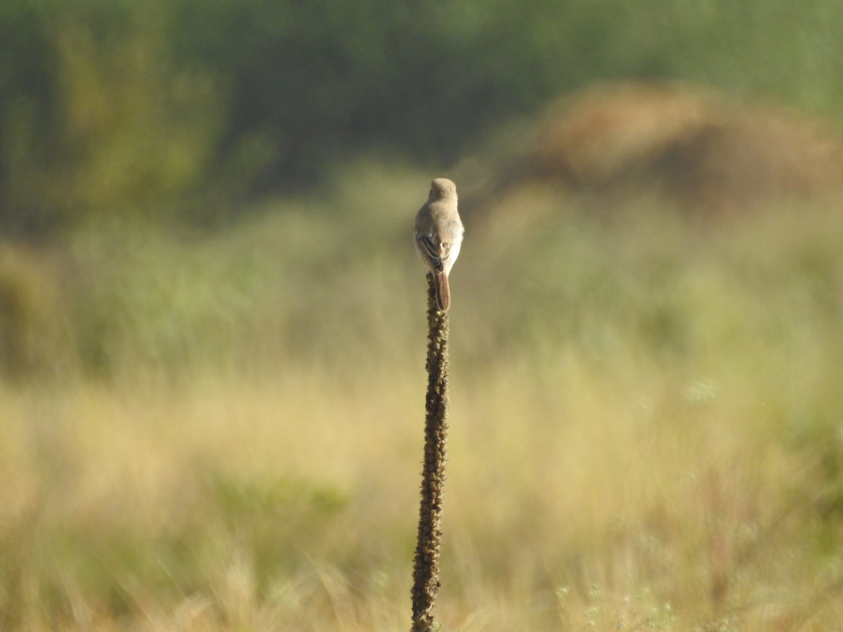 Isabelline Shrike - ML643279707