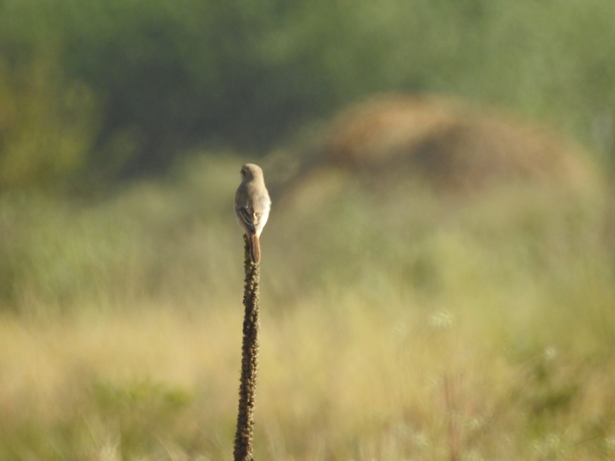 Isabelline Shrike - ML643279708