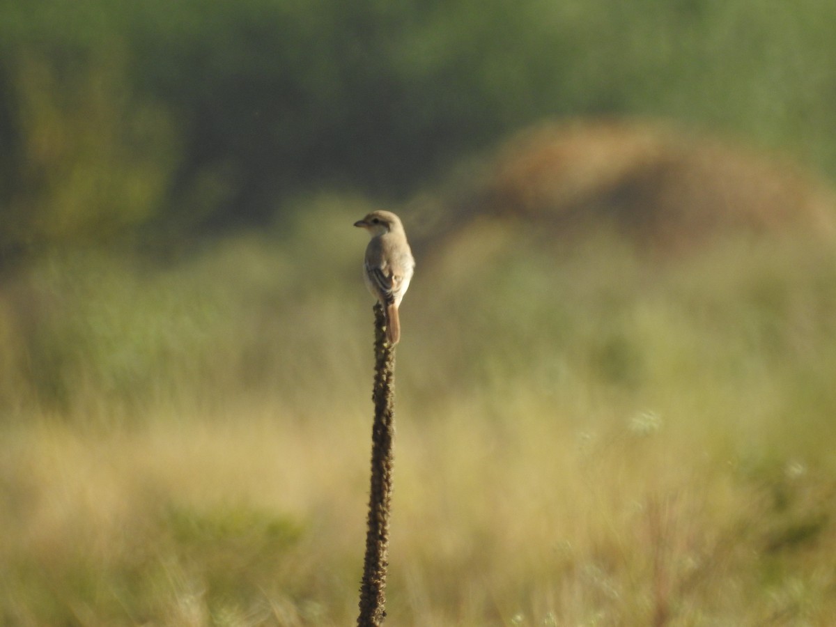 Isabelline Shrike - ML643279710