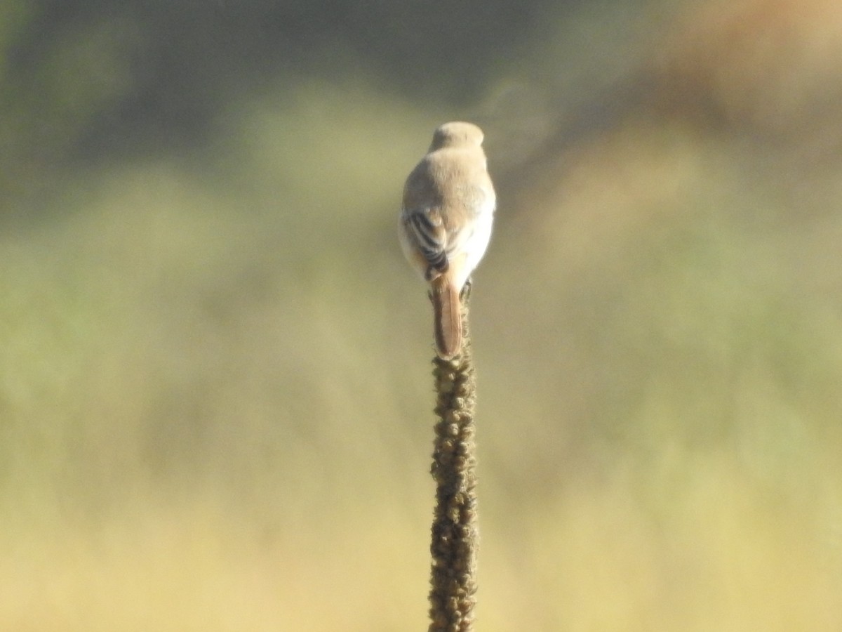 Isabelline Shrike - ML643279711