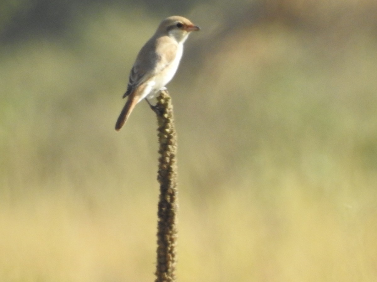 Isabelline Shrike - ML643279712