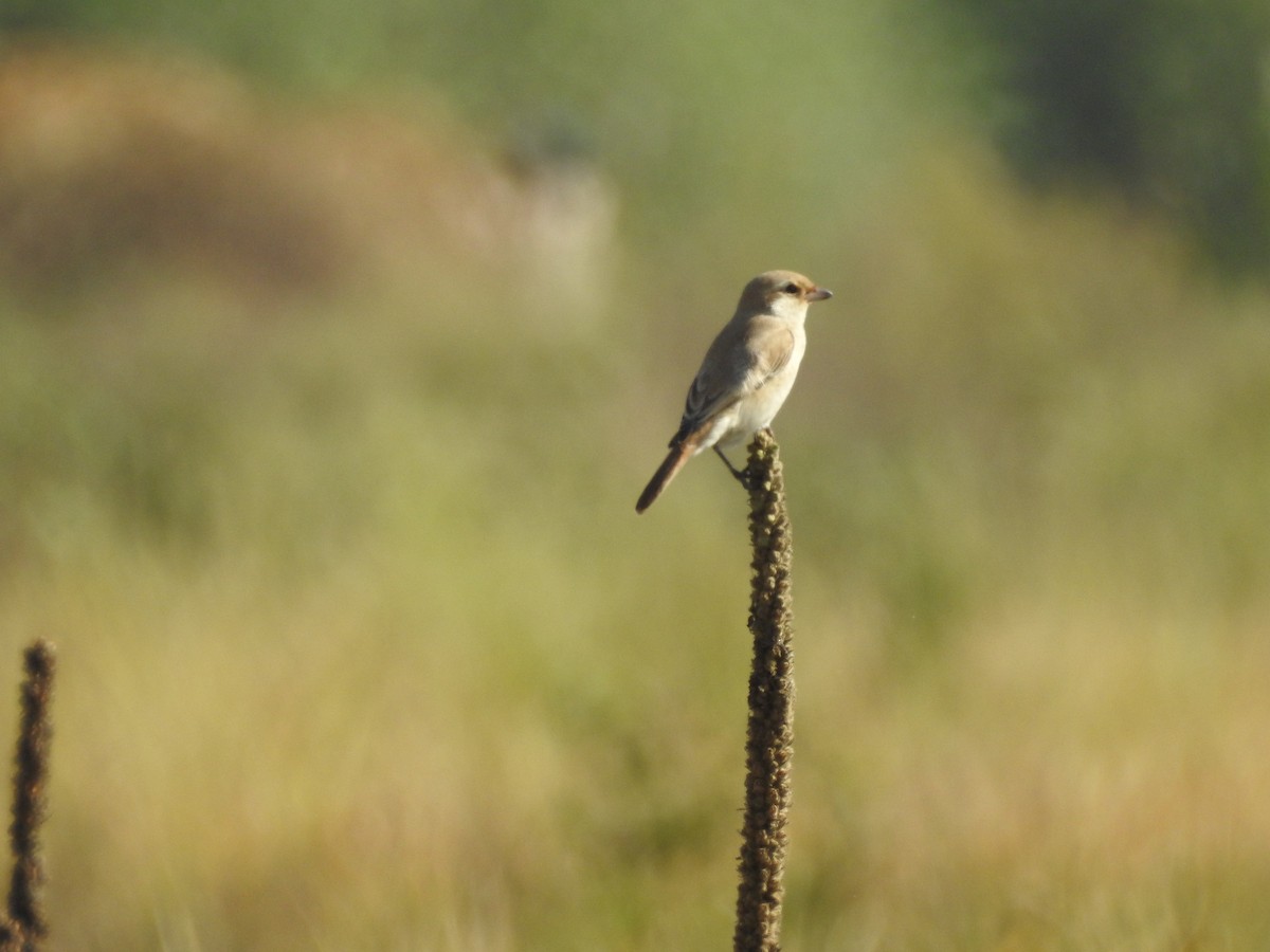 Isabelline Shrike - ML643279713