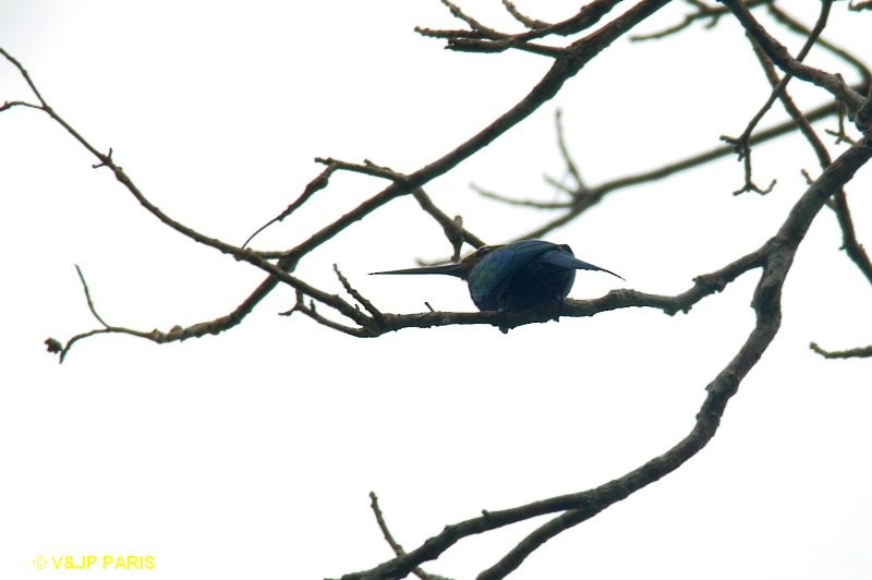 Paradise Jacamar - ML643279738