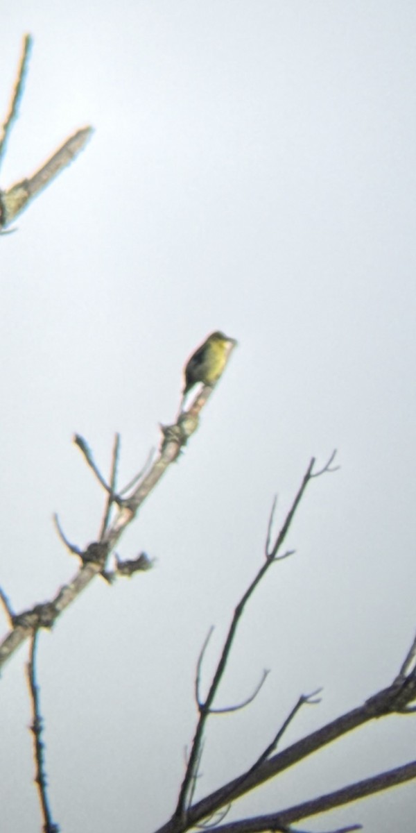 Чернокрылая пиранга - ML643279741