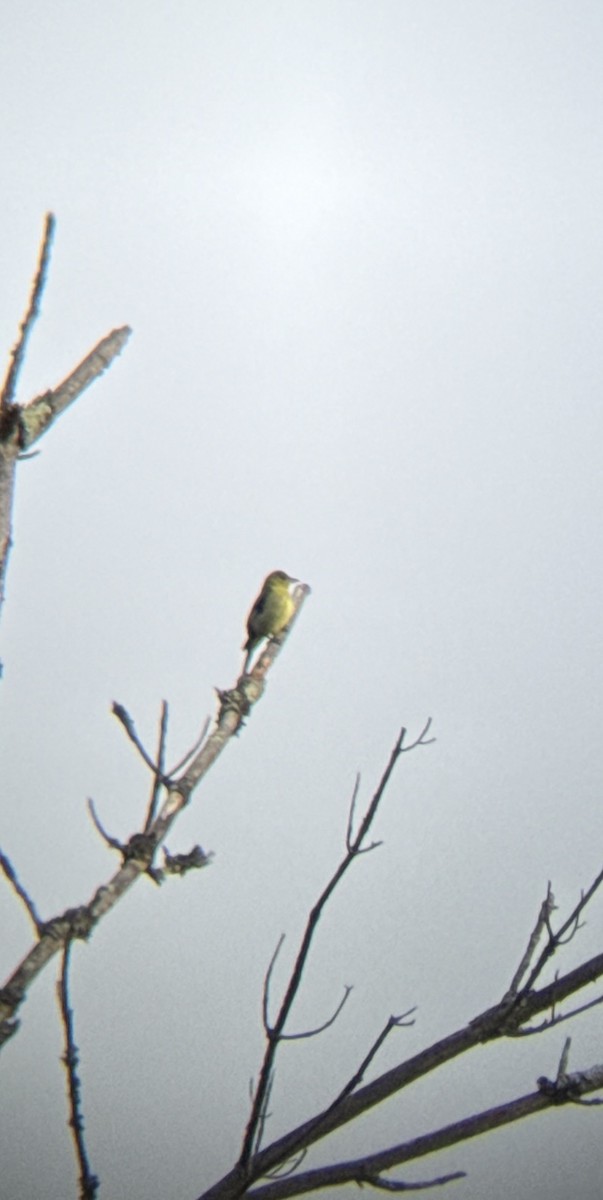 Чернокрылая пиранга - ML643279742