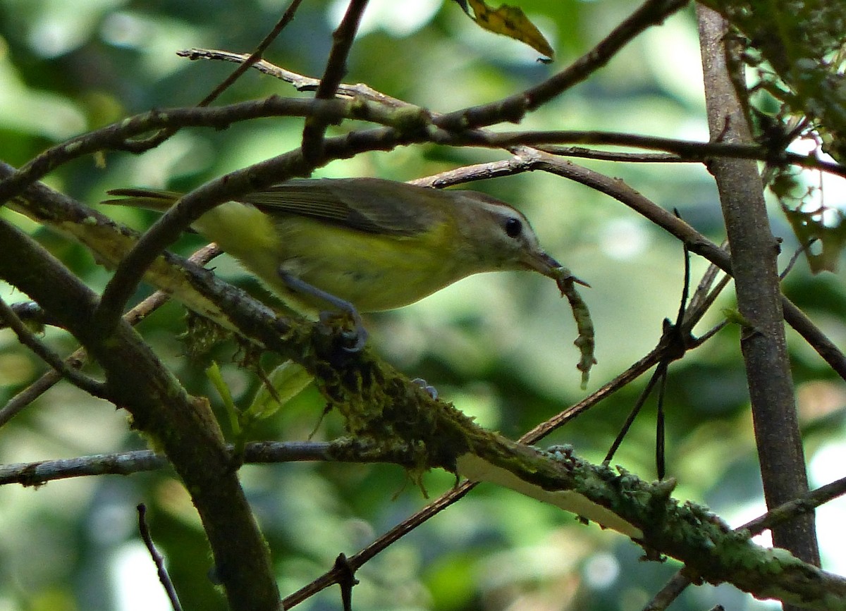 Brown-capped Vireo - ML643279746