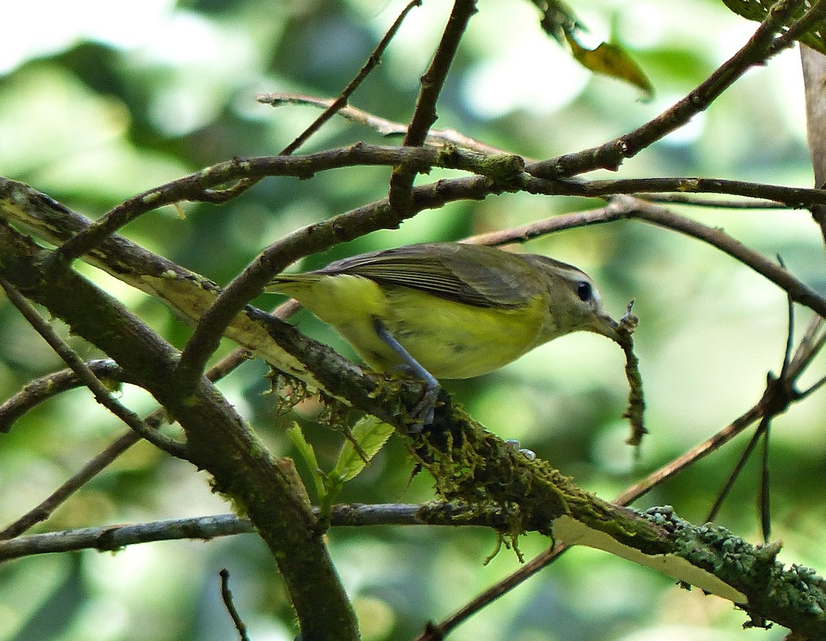 Brown-capped Vireo - ML643279766