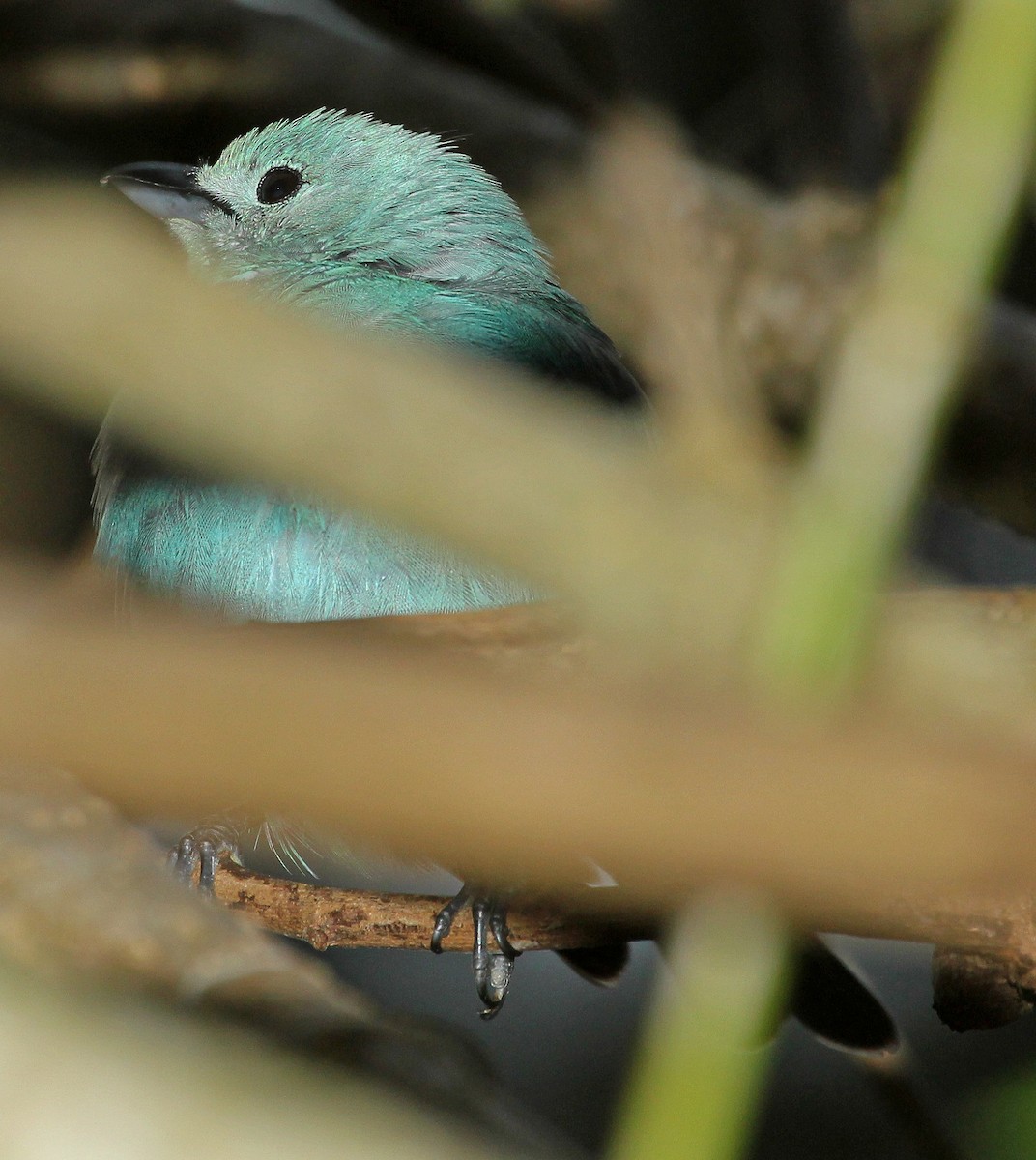 Blue-gray Tanager - ML643279807