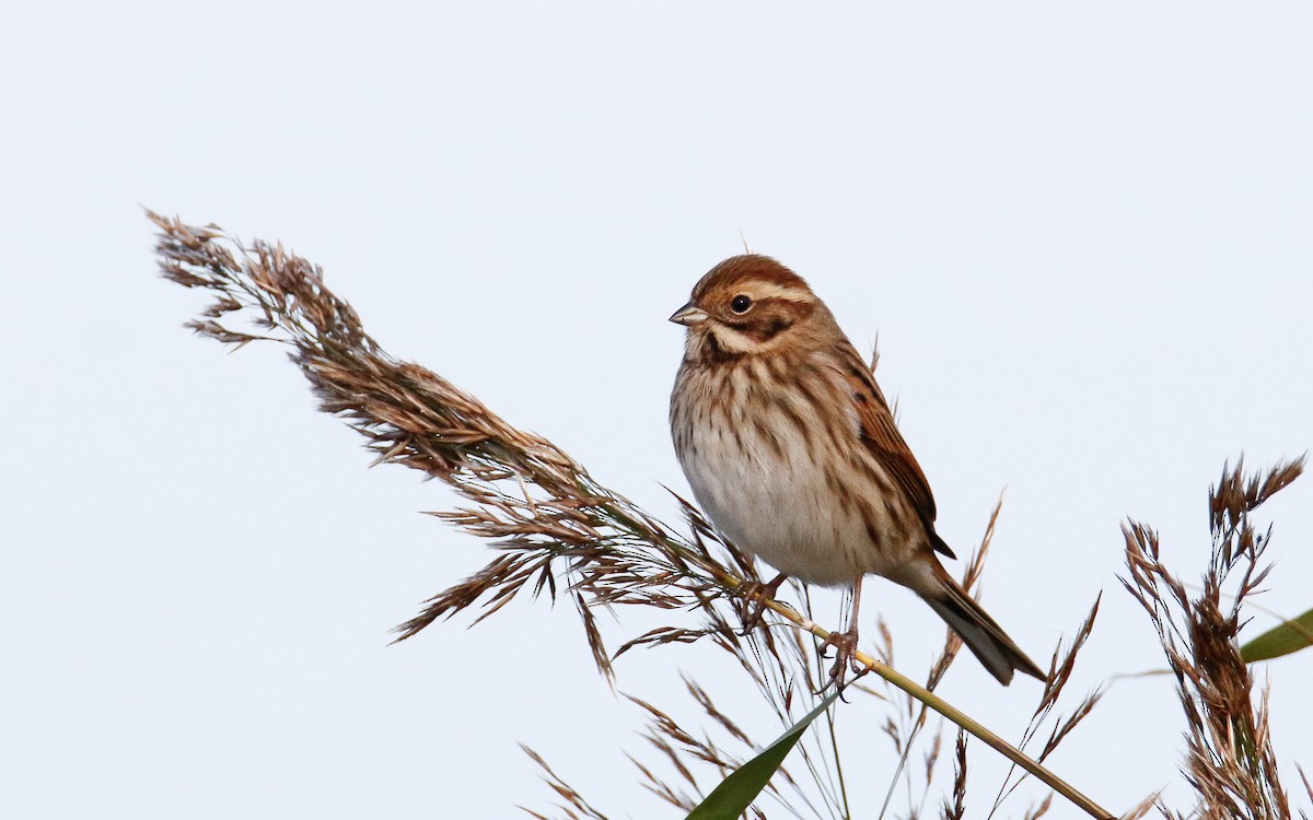 Reed Bunting - ML643279811