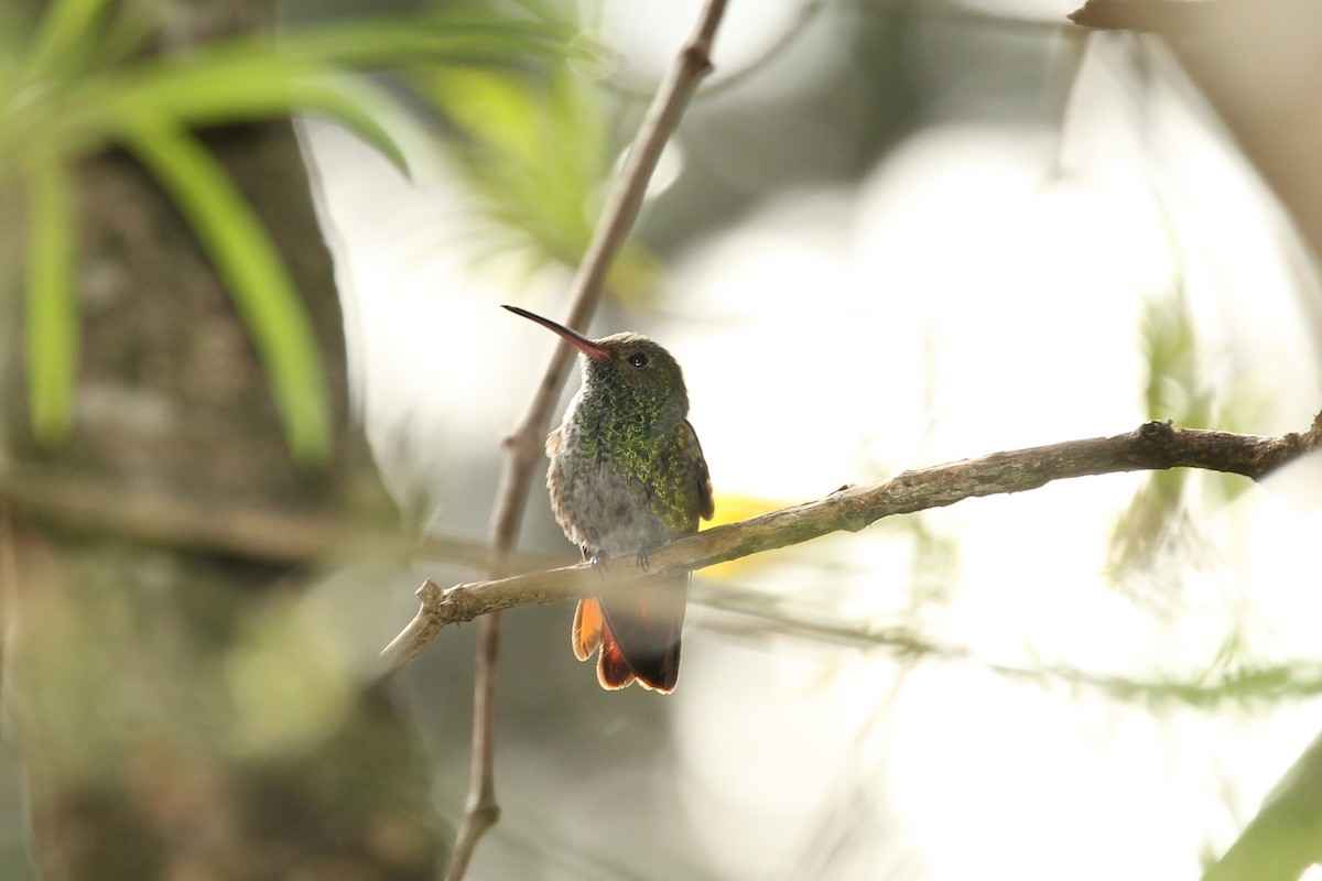 Rufous-tailed Hummingbird - ML643279818