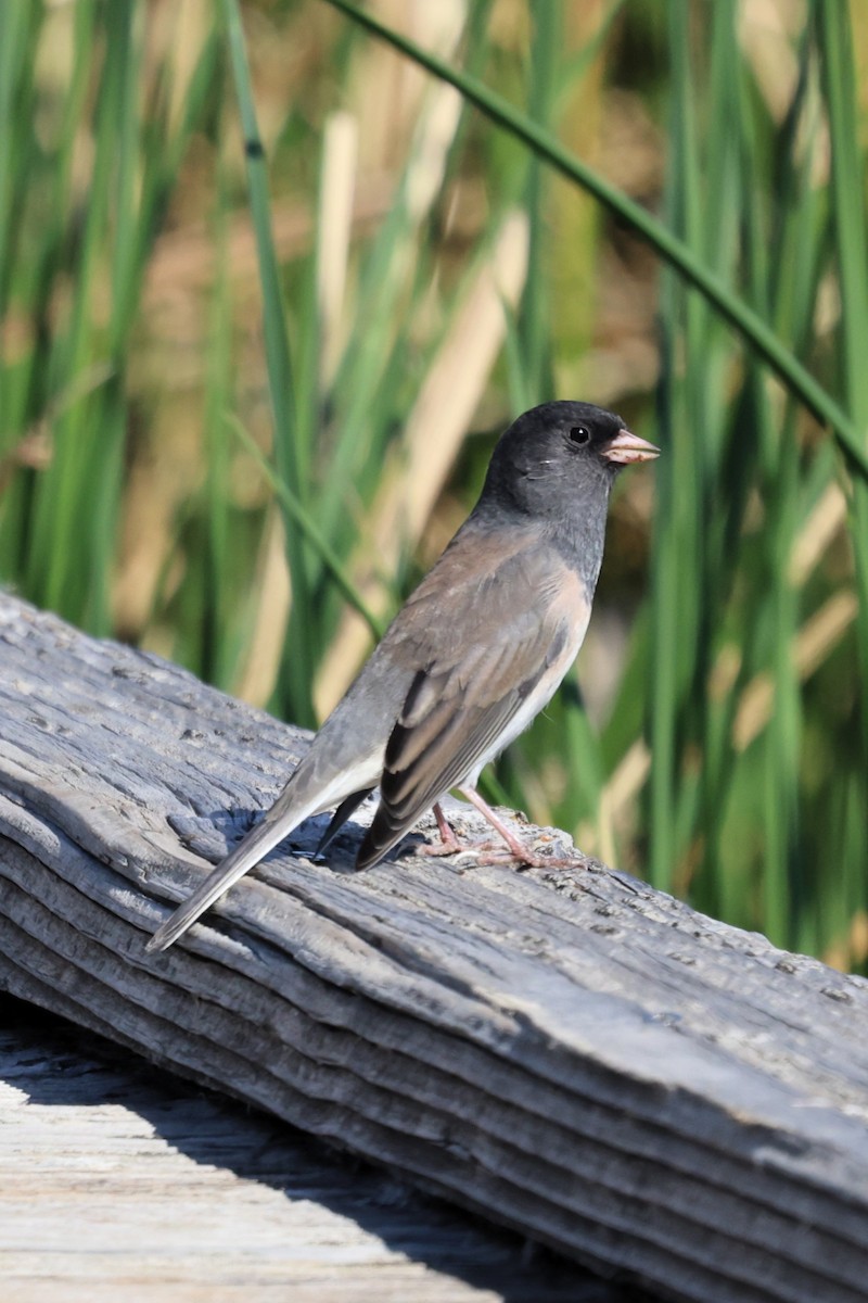 Dark-eyed Junco - ML643279824