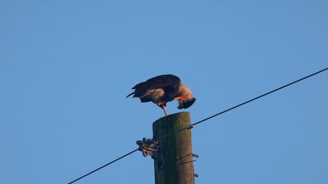 Crested Caracara - ML643279831