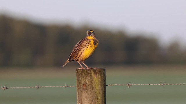 Eastern Meadowlark - ML643279838