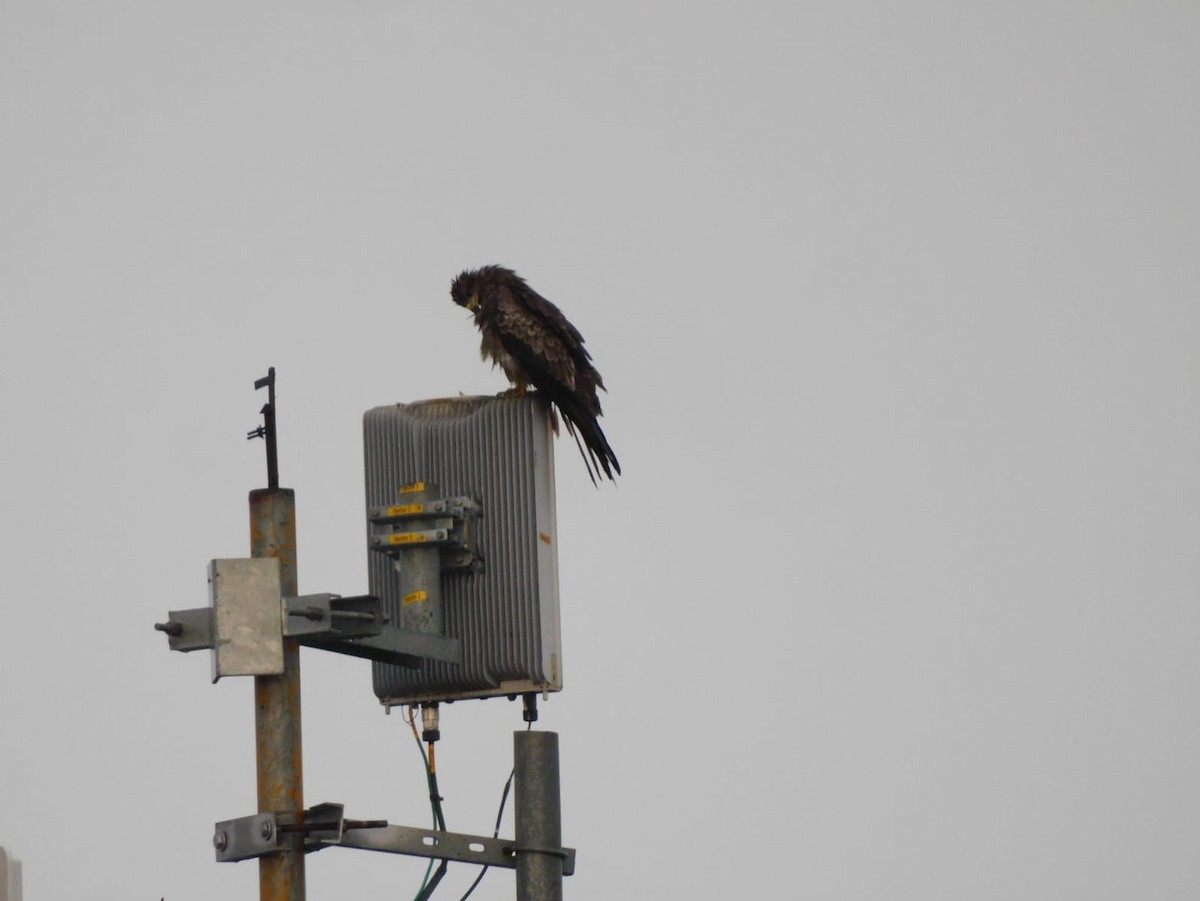 Сохор элээ - ML643279855