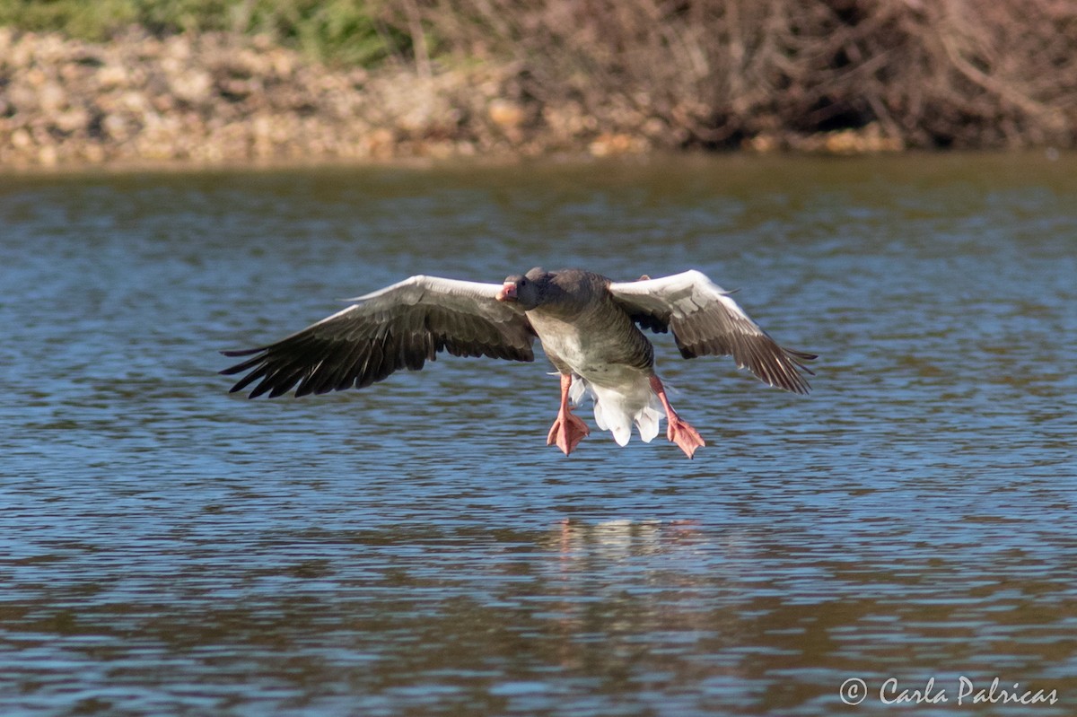 Graylag Goose (Domestic type) - ML643279856