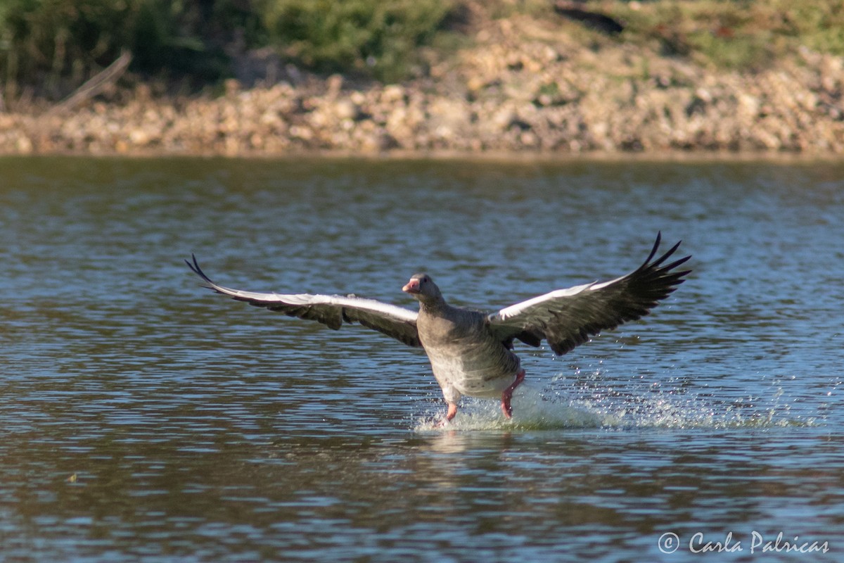 Graylag Goose (Domestic type) - ML643279860