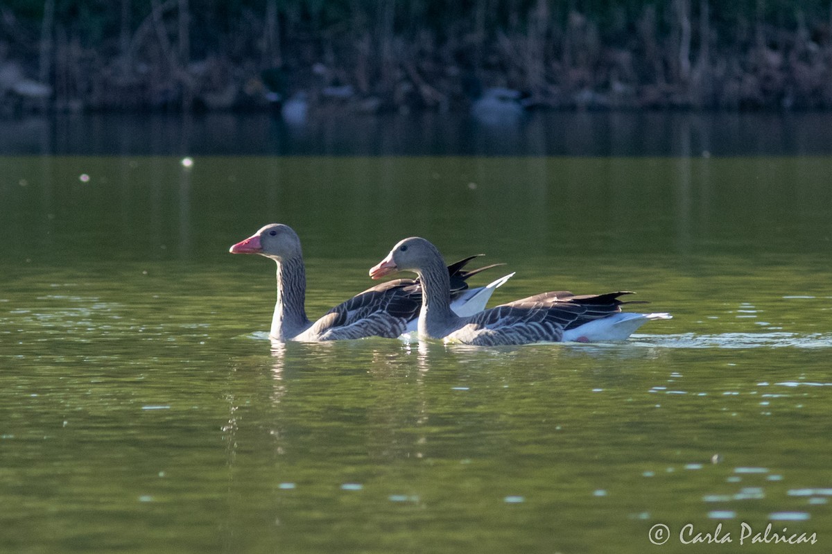 Graylag Goose (Domestic type) - ML643279871