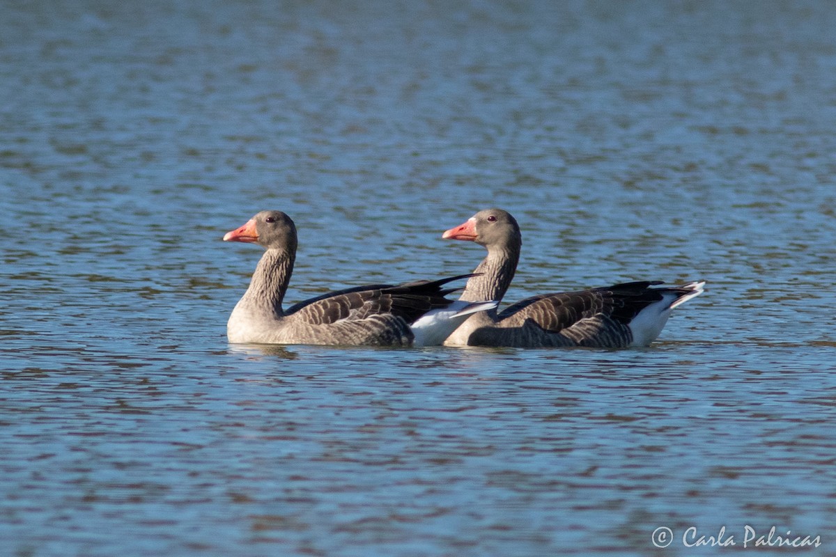 Graylag Goose (Domestic type) - ML643279876