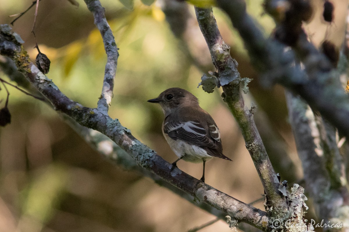 European Pied Flycatcher - ML643279883