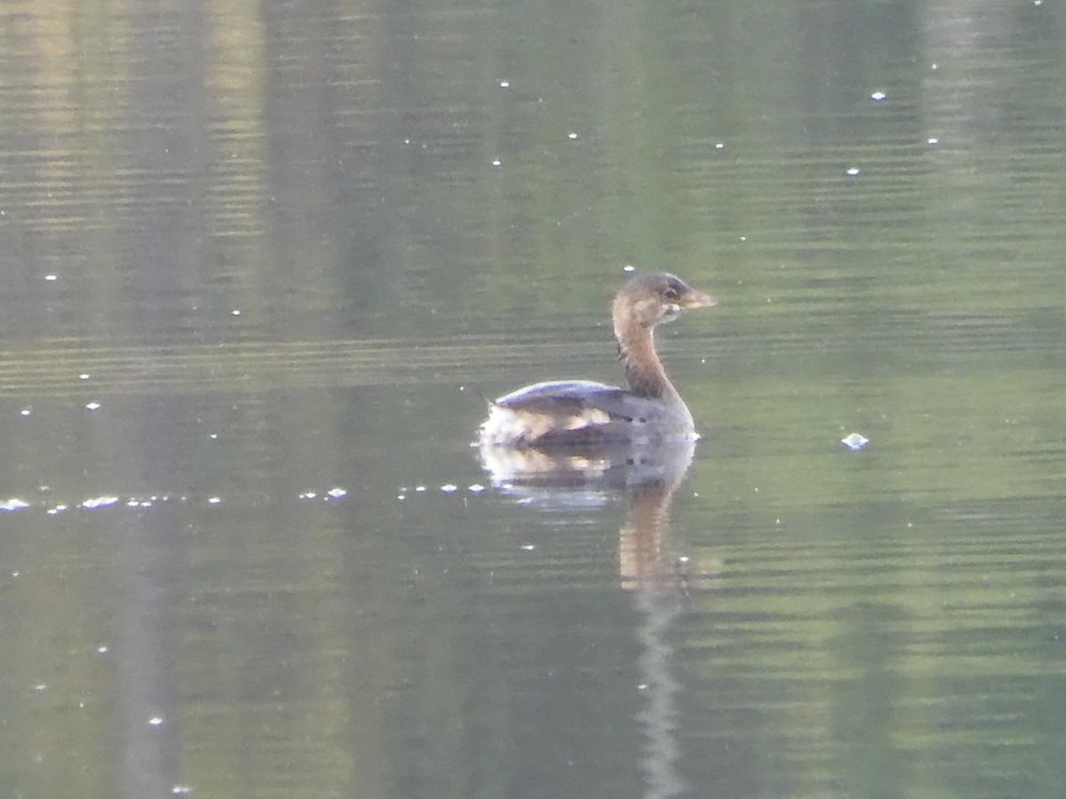 Pied-billed Grebe - ML643279898
