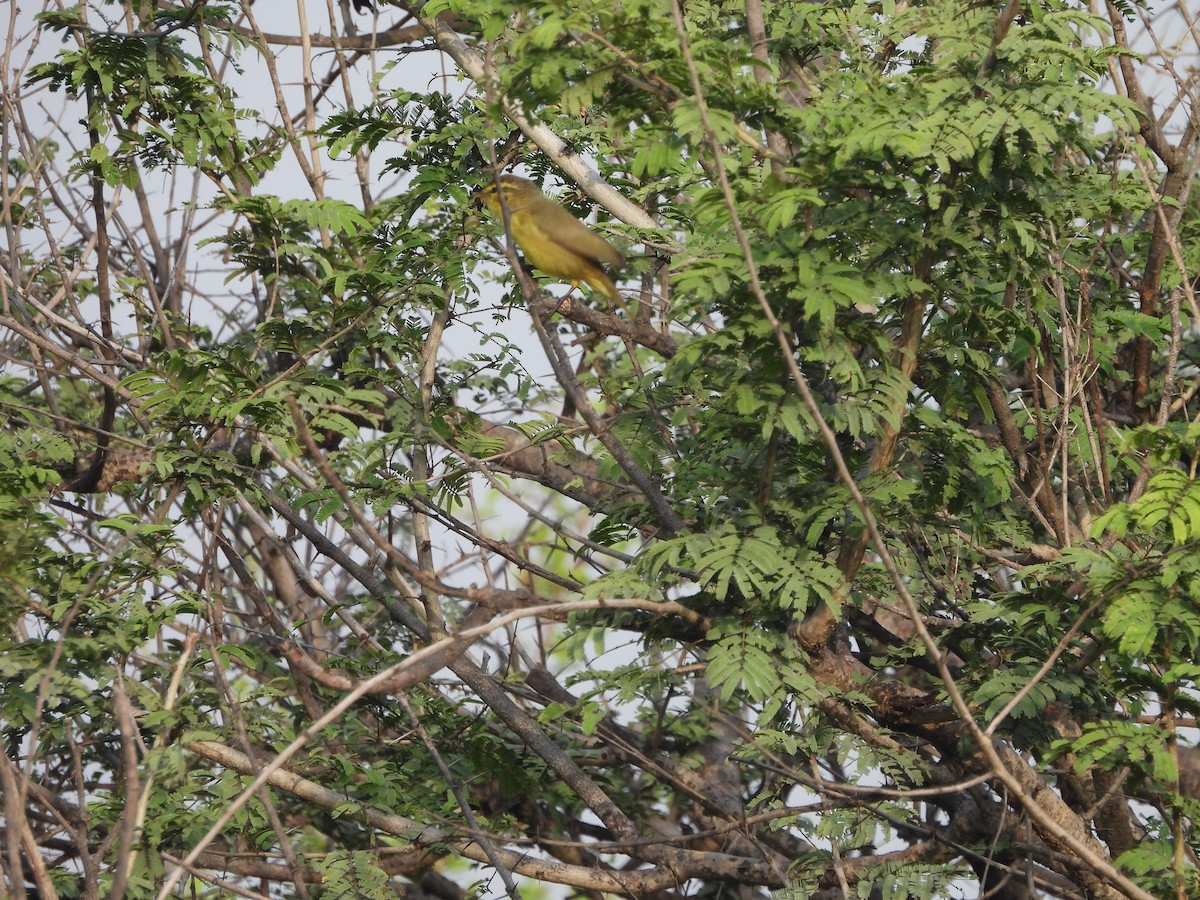 黃腹柳鶯(affinis/perflavus) - ML643279934