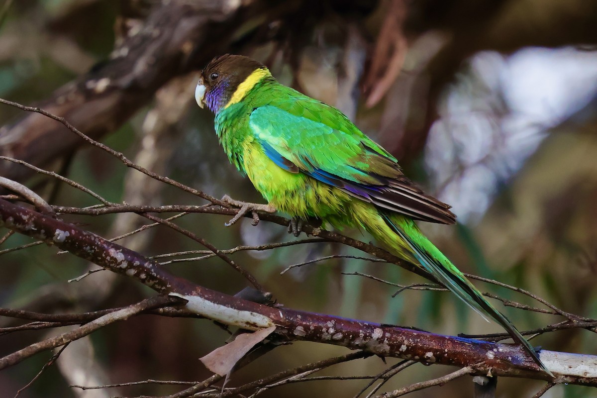 Australian Ringneck (Twenty-eight) - ML643279941