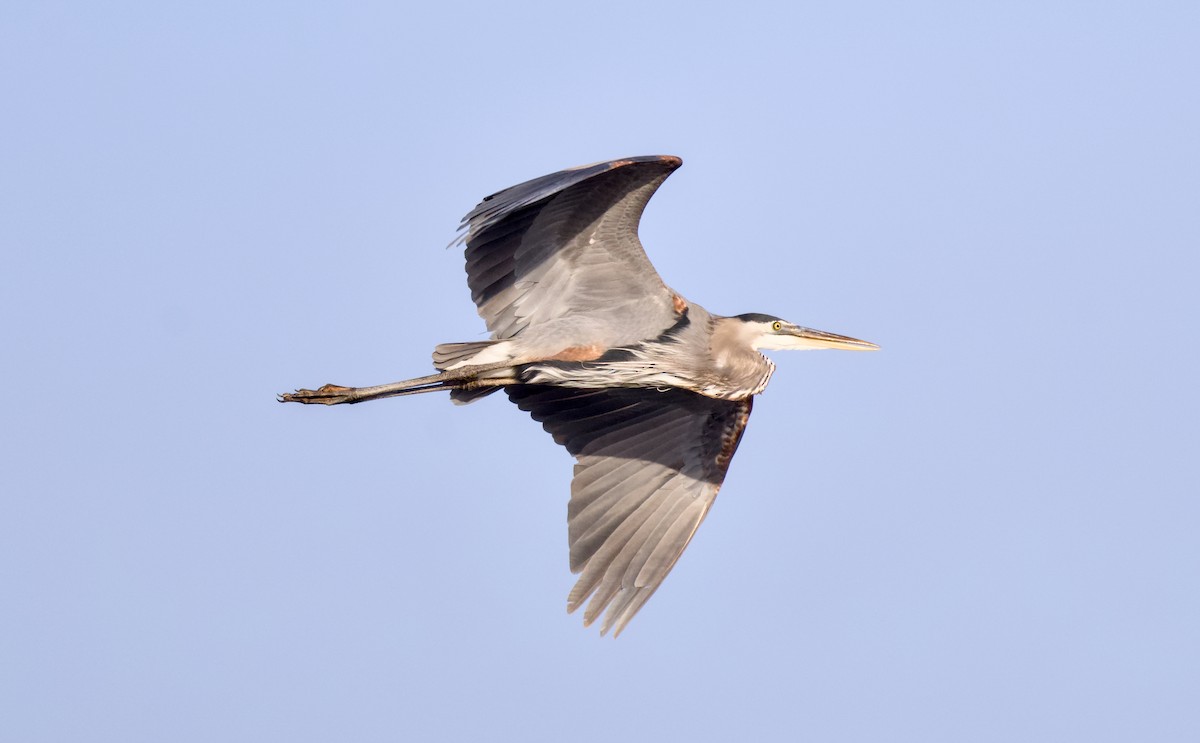 Great Blue Heron - ML643279944