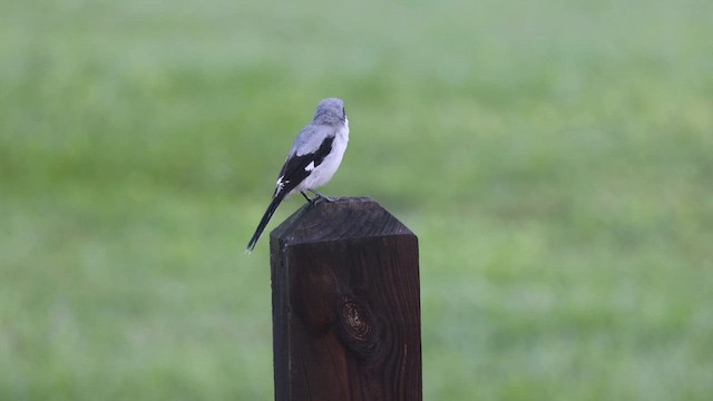 Loggerhead Shrike - ML643279954