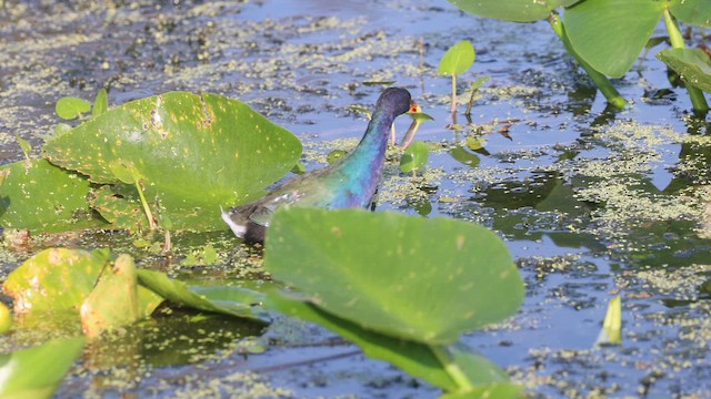 Purple Gallinule - ML643279960