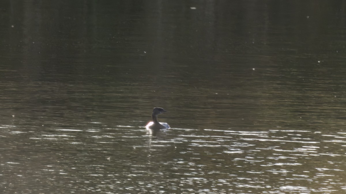 Pied-billed Grebe - ML643279963