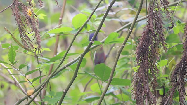 Passerin nonpareil - ML643279966