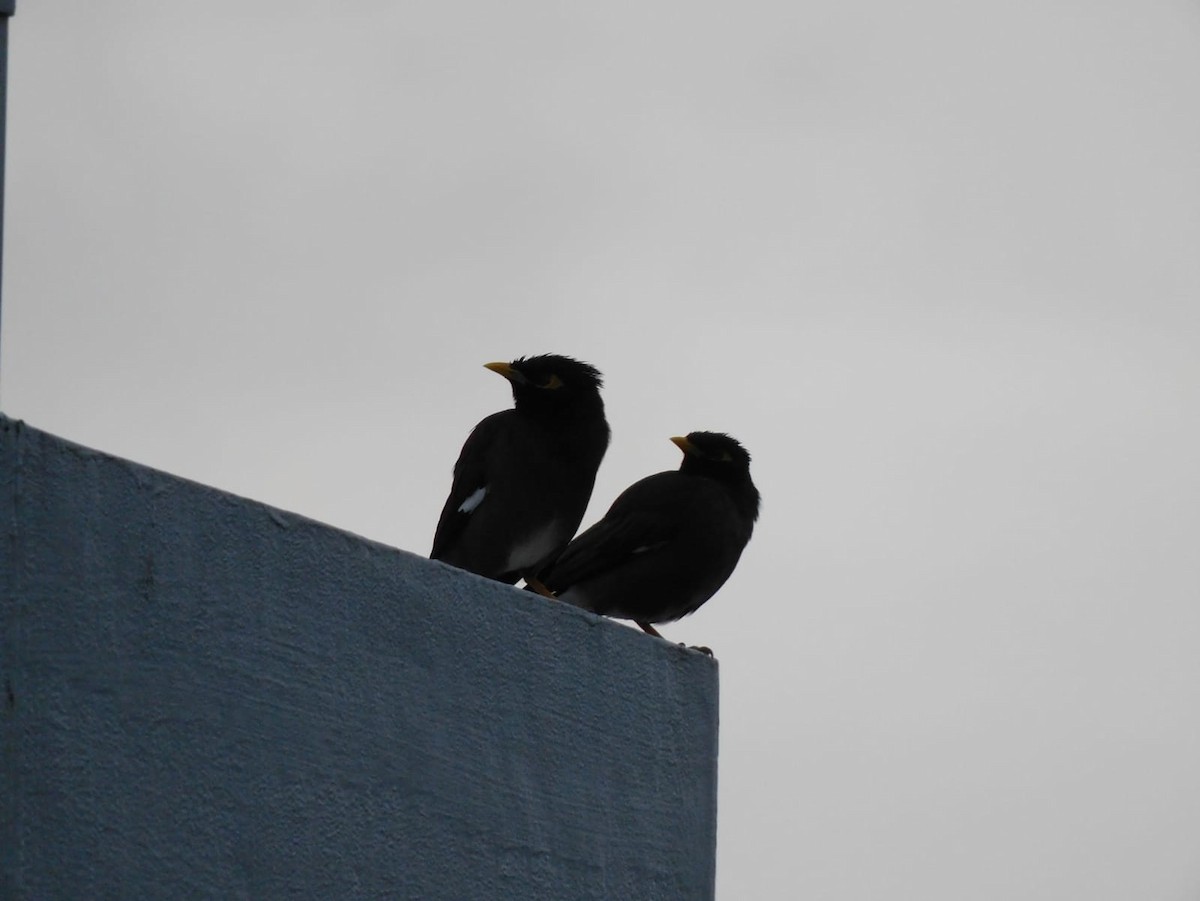 Common Myna - Gayathri Mukunda