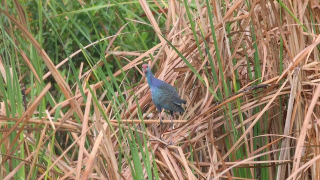 Gray-headed Swamphen - ML643279971