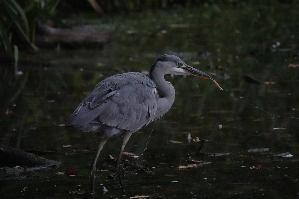 アオサギ - ML643279986