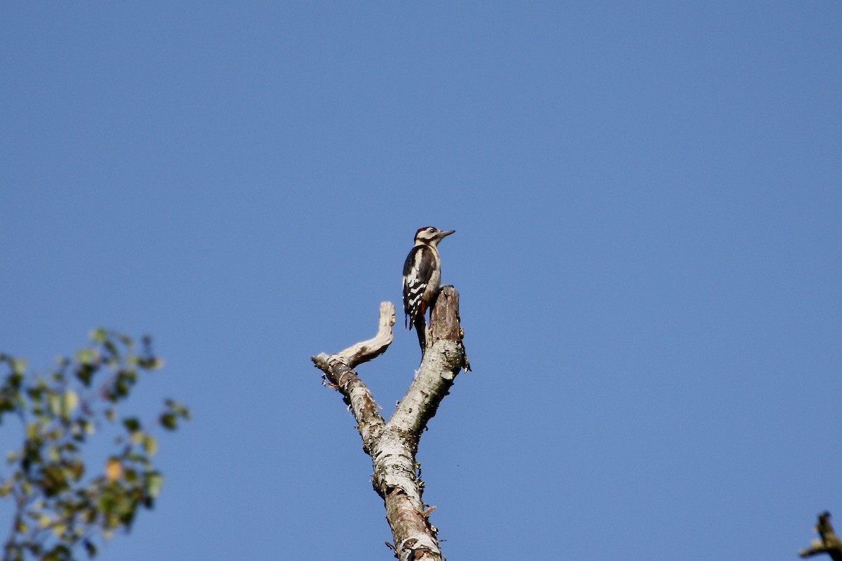 Great Spotted Woodpecker - ML643279989