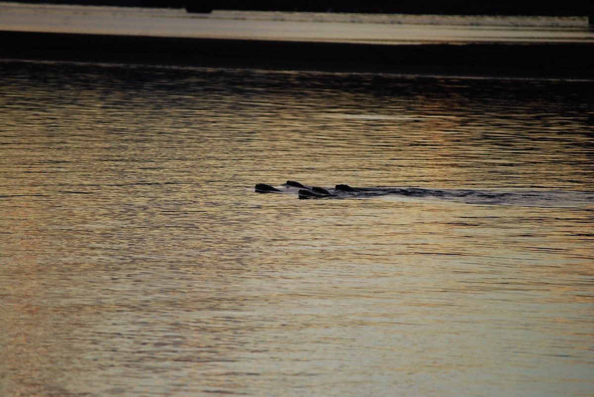 North American River Otter - ML643279999