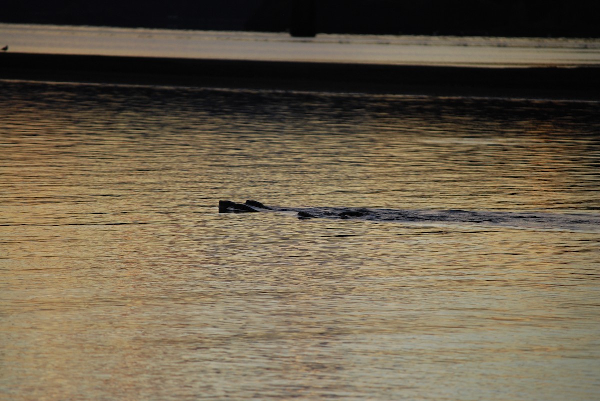 North American River Otter - ML643280000