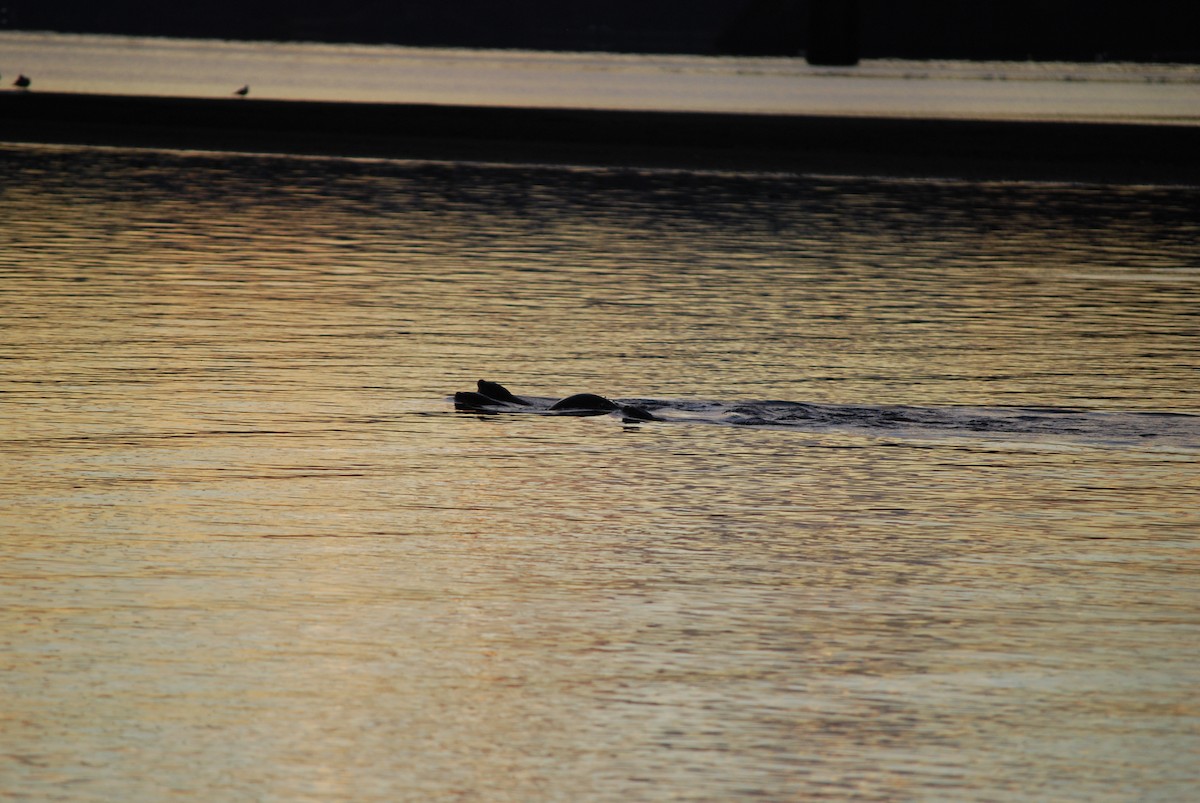 North American River Otter - ML643280001