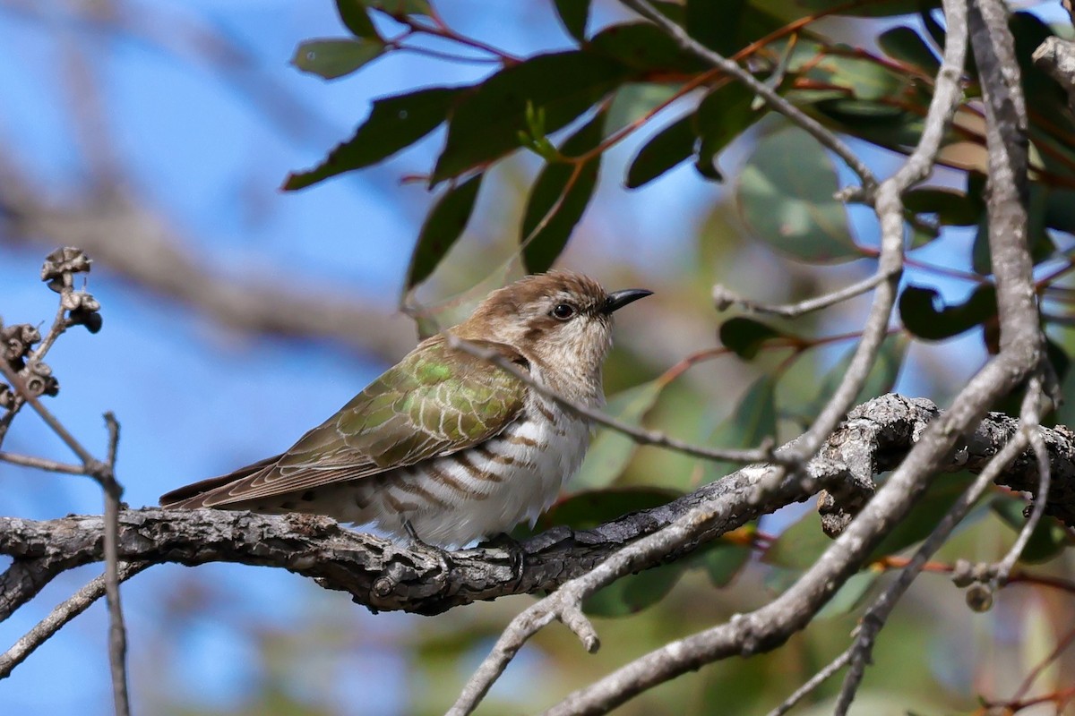Horsfield's Bronze-Cuckoo - ML643280027