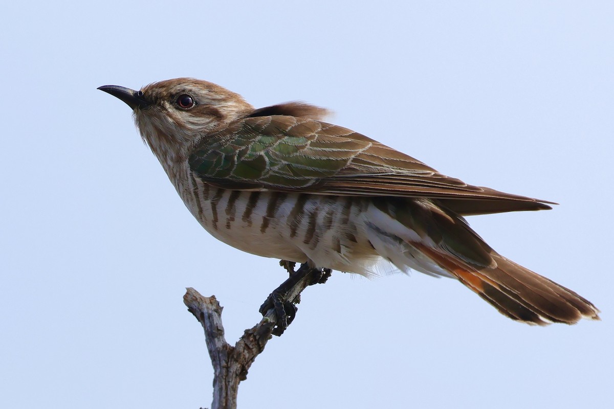 Horsfield's Bronze-Cuckoo - ML643280028
