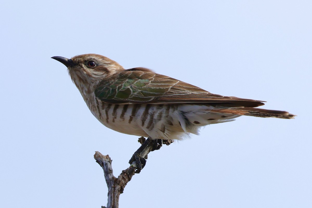 Horsfield's Bronze-Cuckoo - ML643280029
