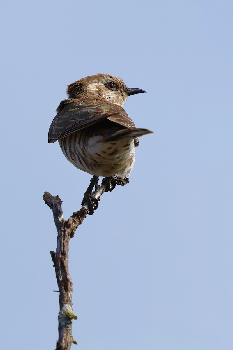 Horsfield's Bronze-Cuckoo - ML643280030
