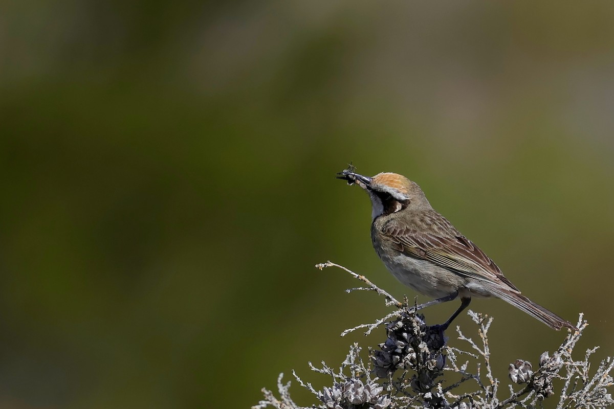 Tawny-crowned Honeyeater - ML643280038