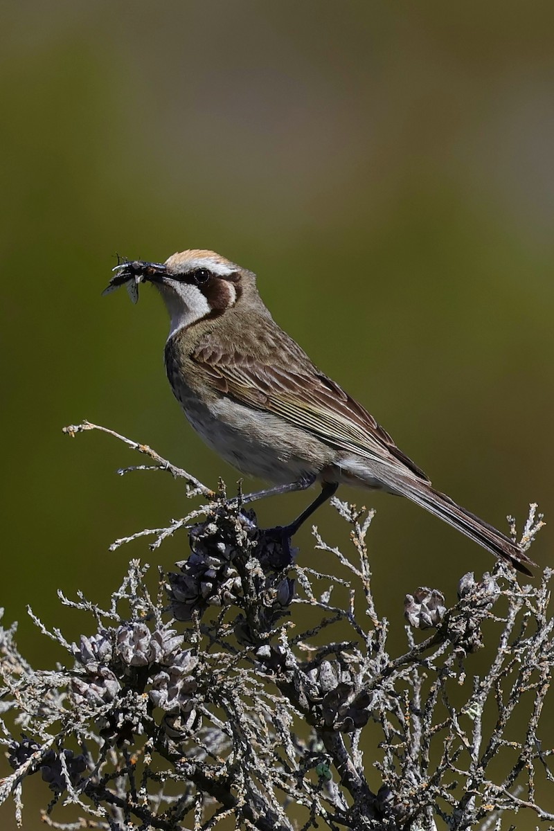 Tawny-crowned Honeyeater - ML643280039