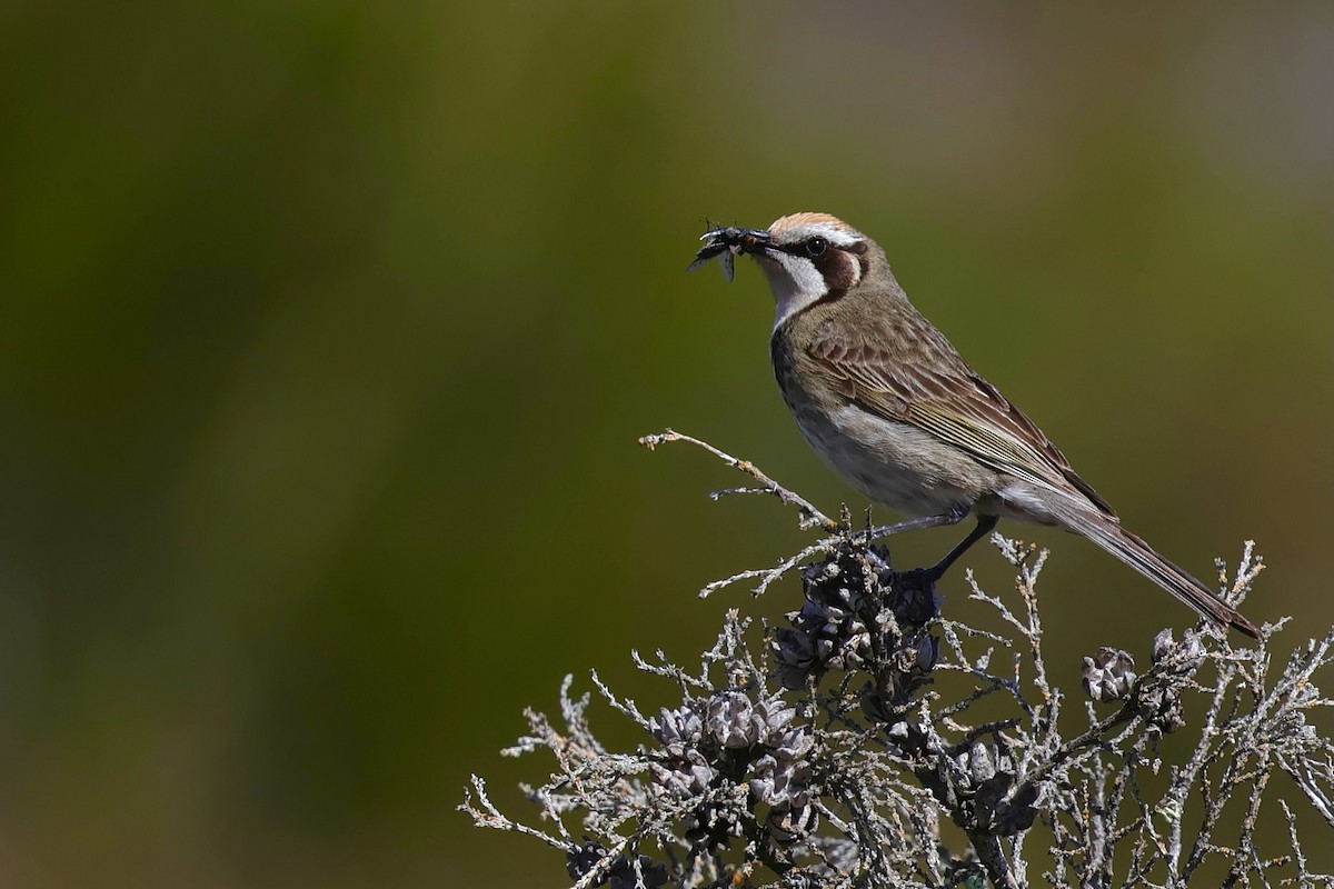Tawny-crowned Honeyeater - ML643280040